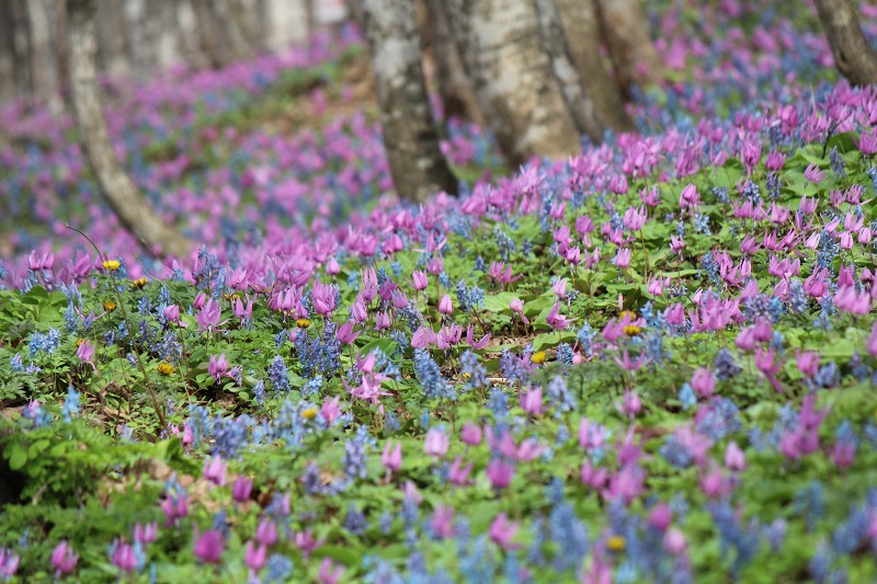 ファイル 434-1.jpg