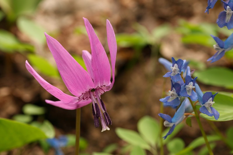 ファイル 434-2.jpg