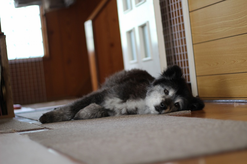 ファイル 513-4.jpg