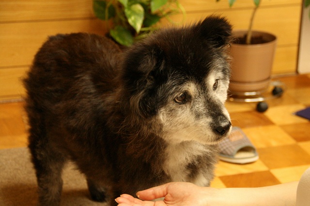 ファイル 515-2.jpg