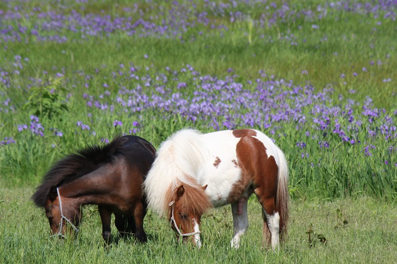 ファイル 100-2.jpg