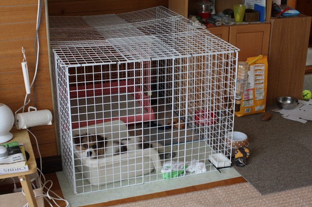 ファイル 101-1.jpg