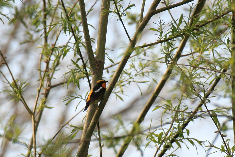 ファイル 102-1.jpg