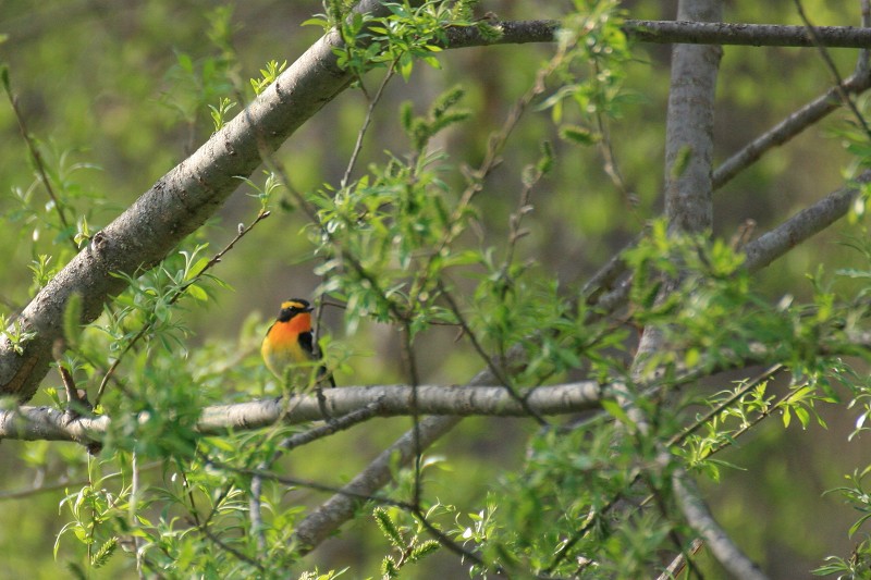 ファイル 102-4.jpg