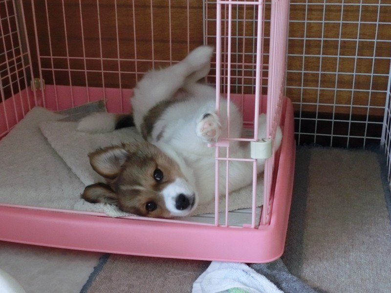 ファイル 106-2.jpg