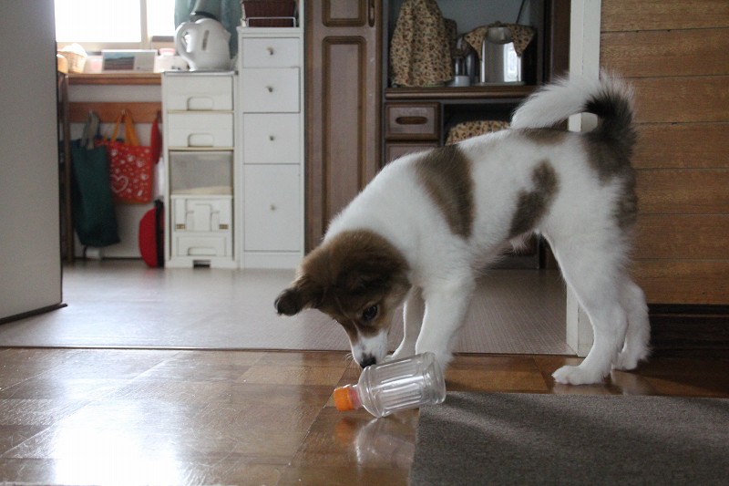 ファイル 112-1.jpg