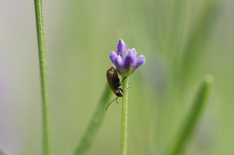 ファイル 115-4.jpg