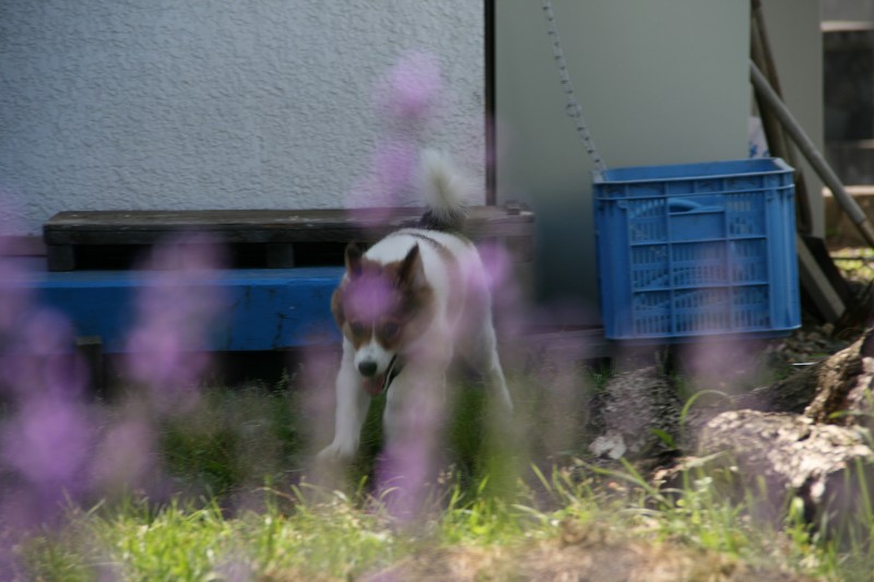 ファイル 116-2.jpg