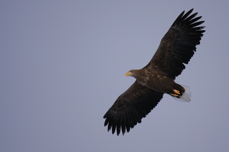 ファイル 12-1.jpg