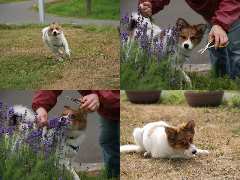 ファイル 120-1.jpg