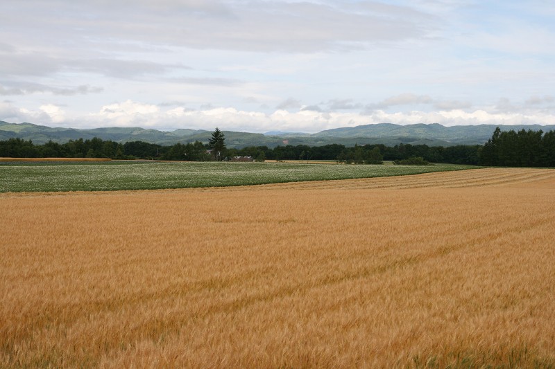 ファイル 121-1.jpg