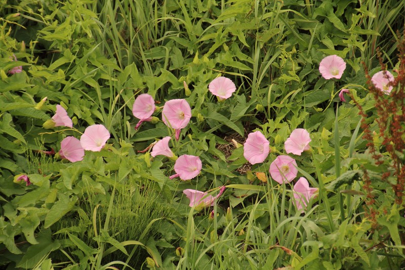 ファイル 122-5.jpg