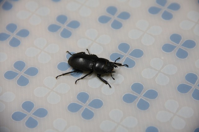 ファイル 127-2.jpg