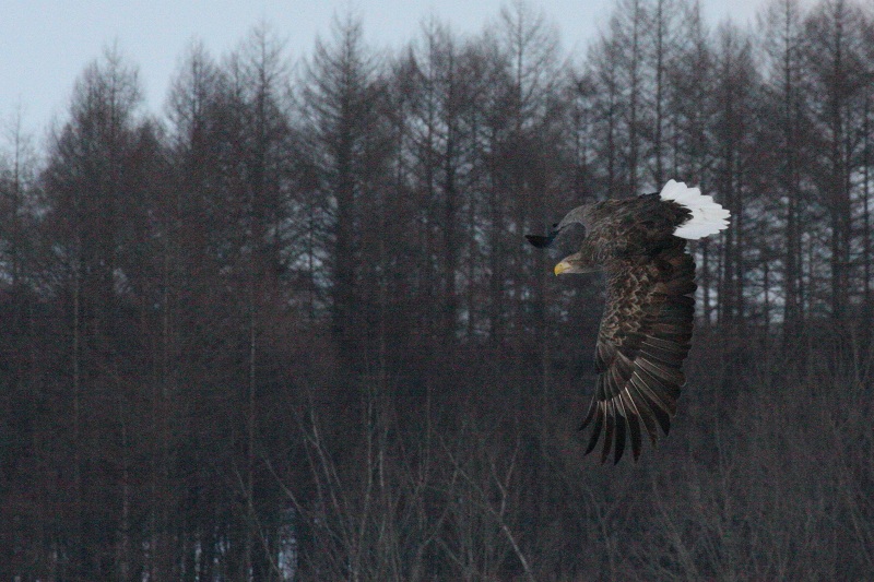 ファイル 13-2.jpg