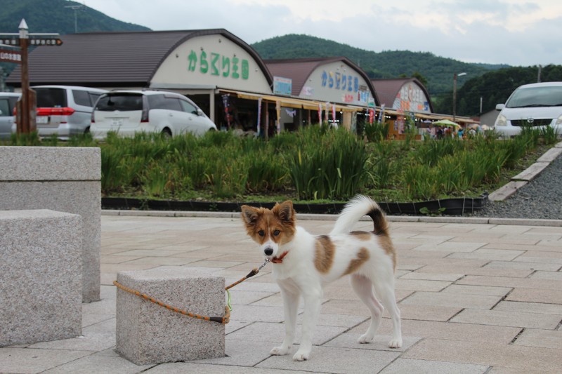 ファイル 130-1.jpg