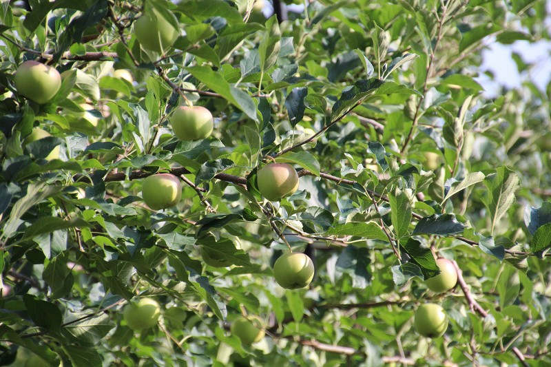 ファイル 132-2.jpg