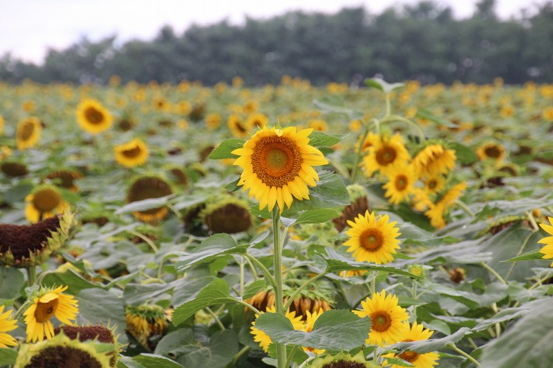 ファイル 139-3.jpg