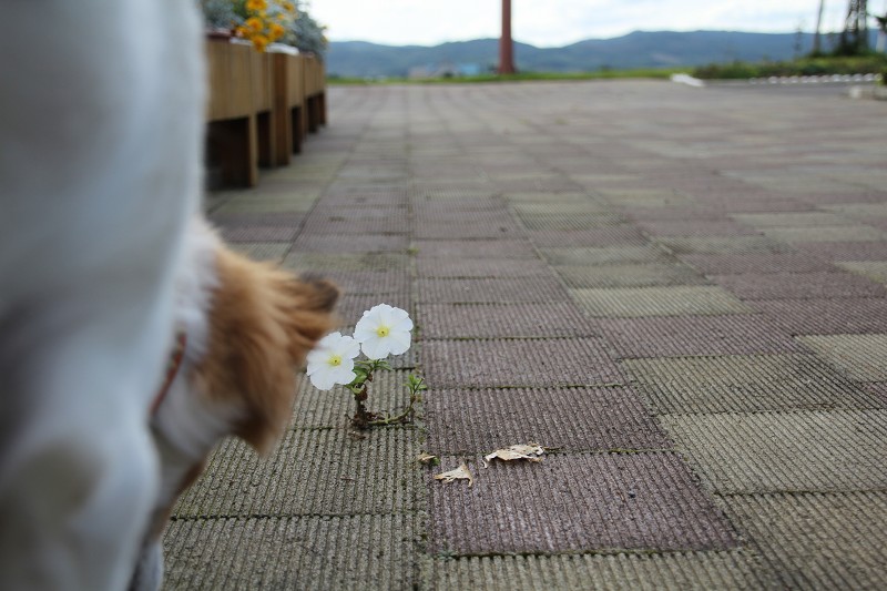 ファイル 160-2.jpg