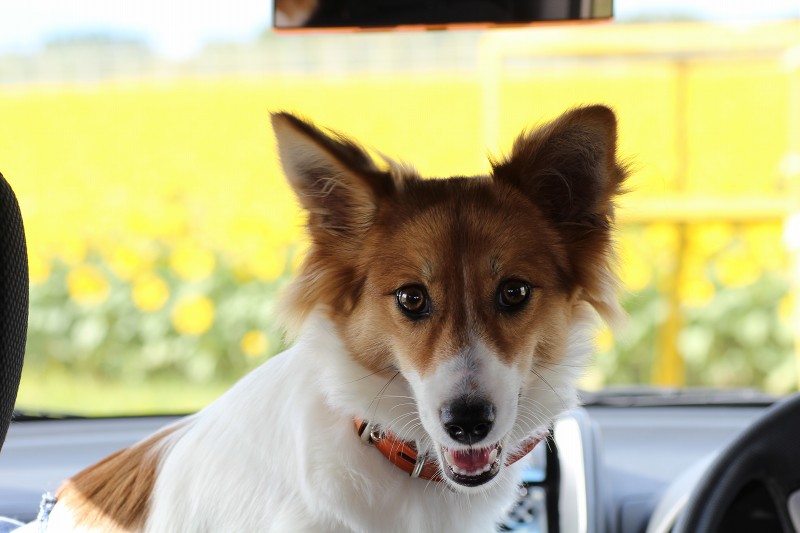 ファイル 167-5.jpg