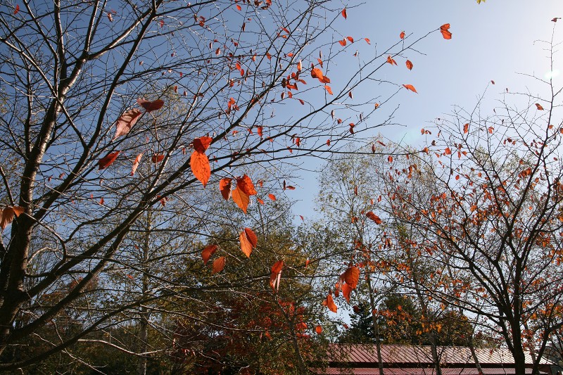 ファイル 168-1.jpg