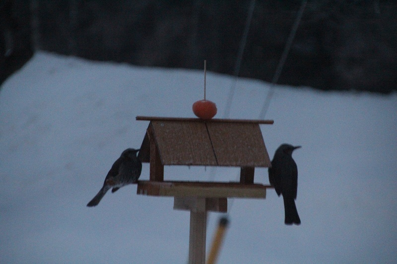 ファイル 17-1.jpg