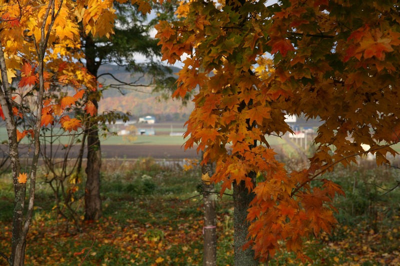 ファイル 172-2.jpg