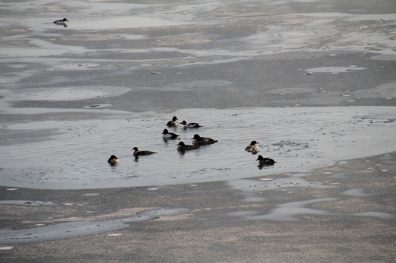 ファイル 18-5.jpg