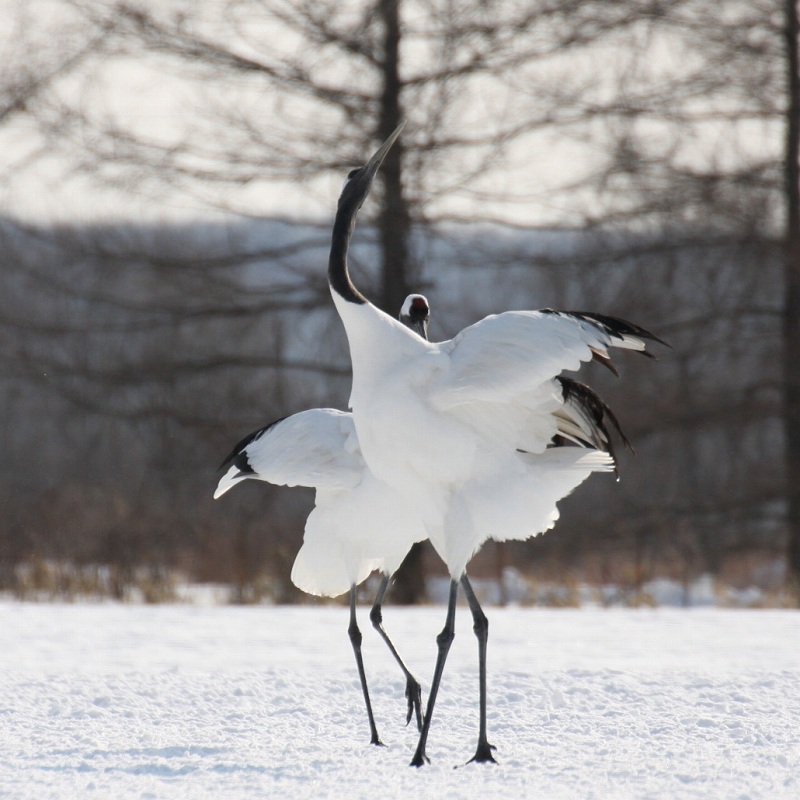 ファイル 19-1.jpg