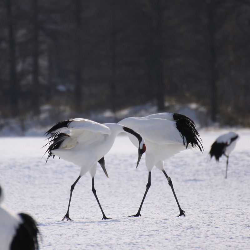 ファイル 19-3.jpg