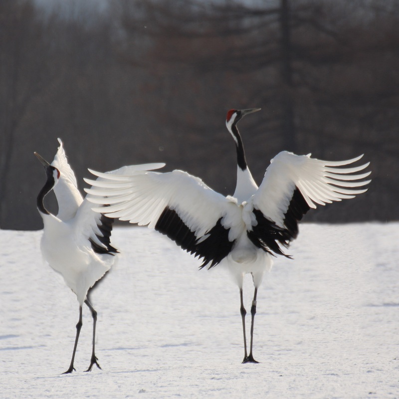 ファイル 19-4.jpg