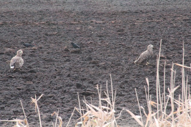 ファイル 191-2.jpg