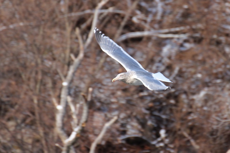 ファイル 192-2.jpg