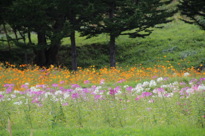 ファイル 196-5.jpg