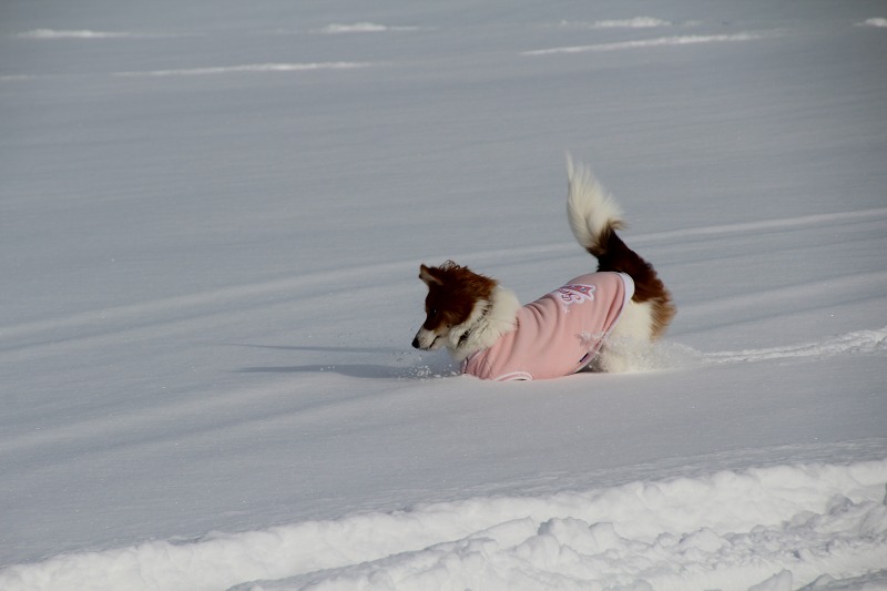 ファイル 206-1.jpg