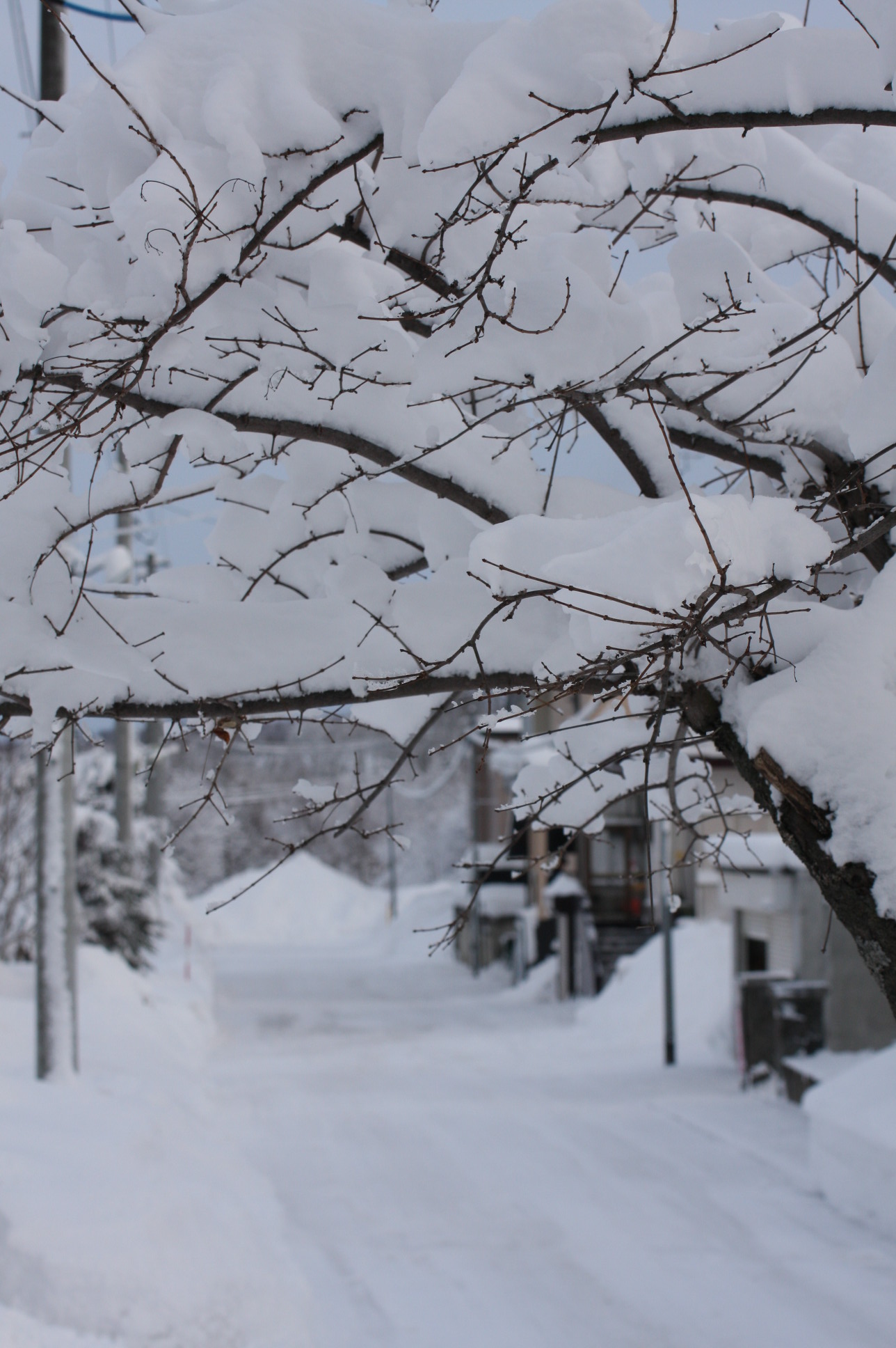 ファイル 21-1.jpg