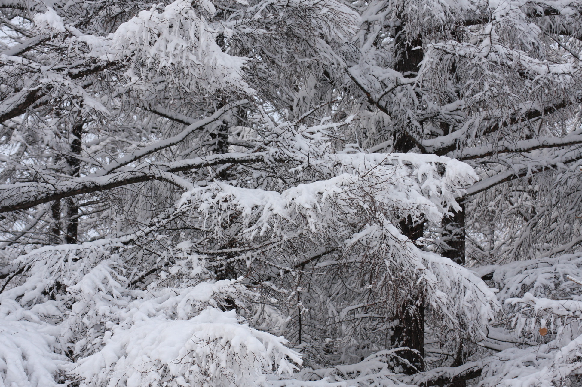 ファイル 21-2.jpg