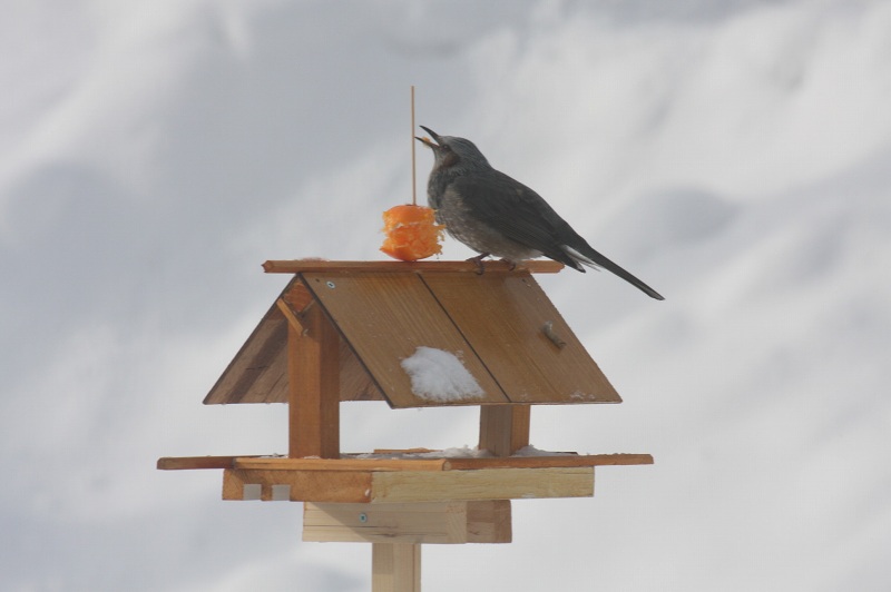 ファイル 22-1.jpg