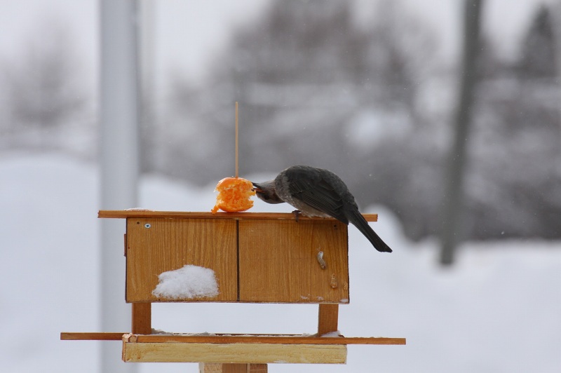 ファイル 22-2.jpg