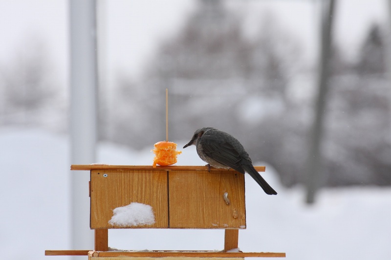 ファイル 22-3.jpg