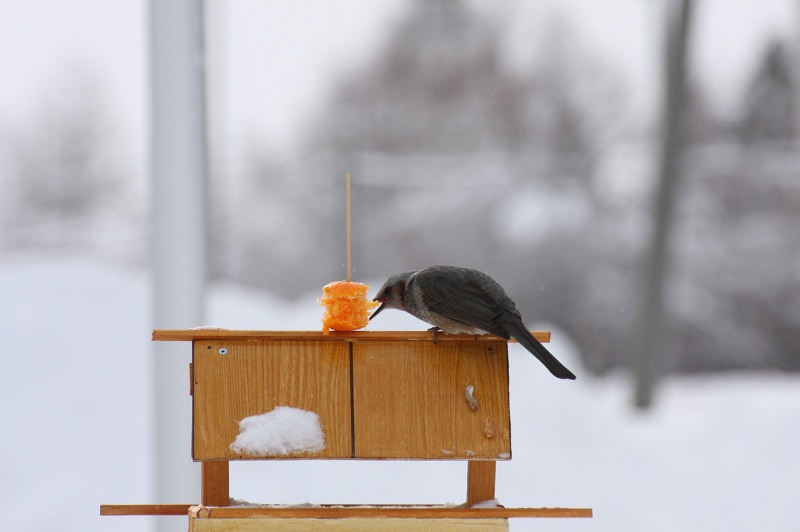 ファイル 22-4.jpg