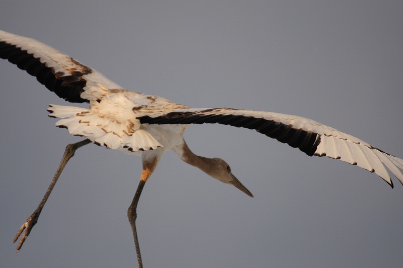 ファイル 23-1.jpg