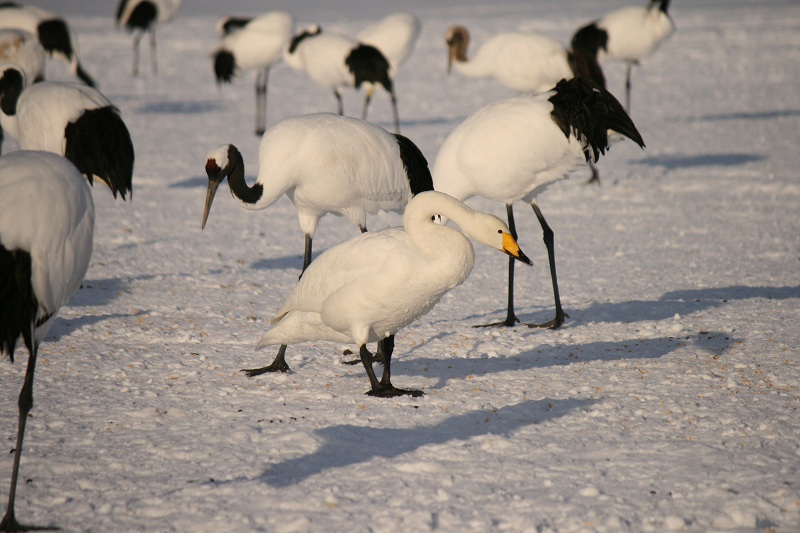 ファイル 23-4.jpg