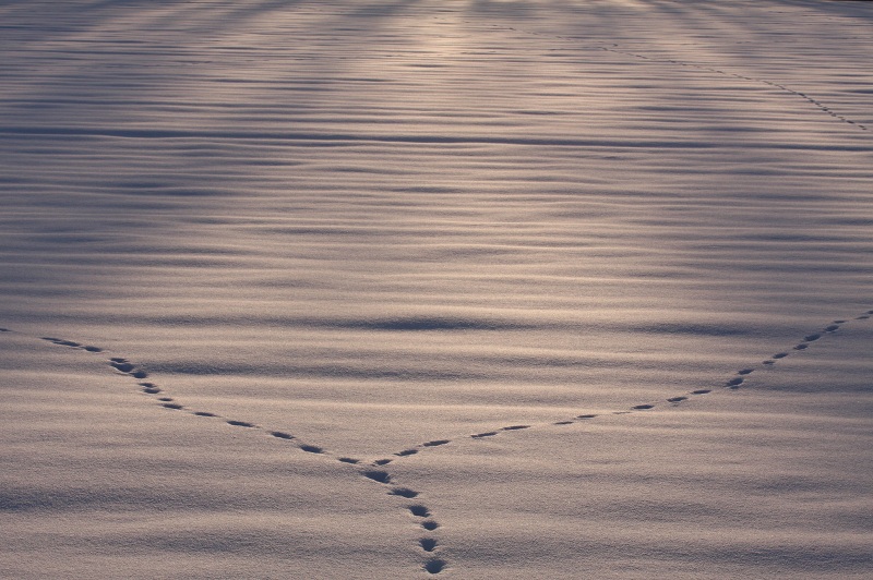 ファイル 37-3.jpg