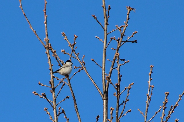 ファイル 4-2.jpg