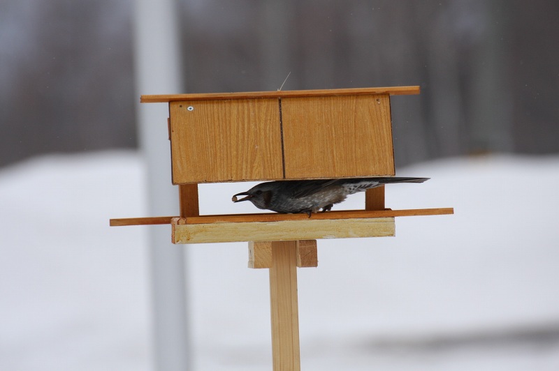 ファイル 40-2.jpg