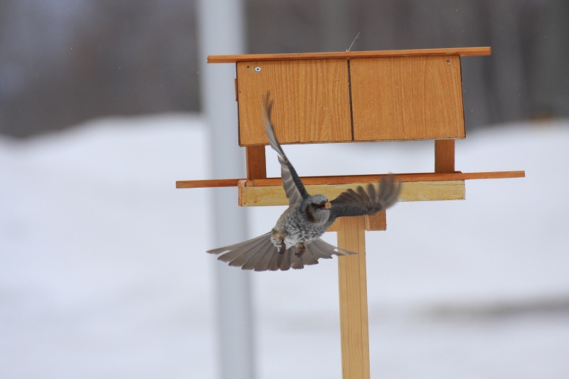 ファイル 40-3.jpg