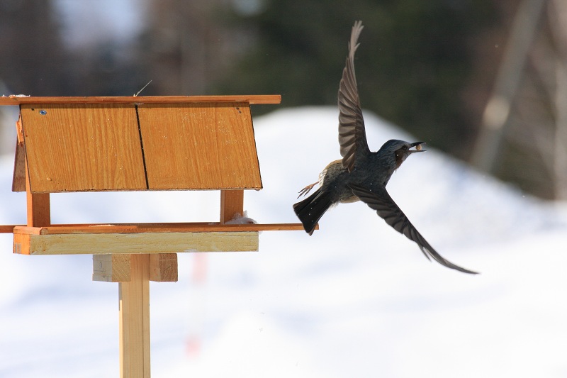 ファイル 40-5.jpg