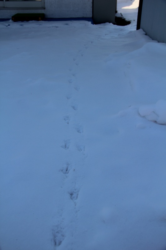 ファイル 45-1.jpg