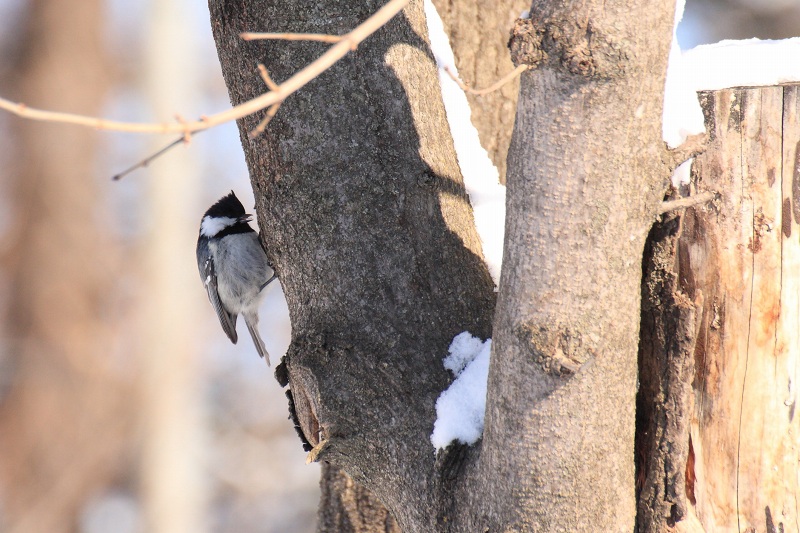 ファイル 49-1.jpg