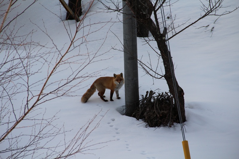 ファイル 49-3.jpg